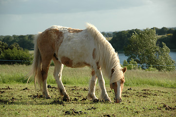 Image showing Horse