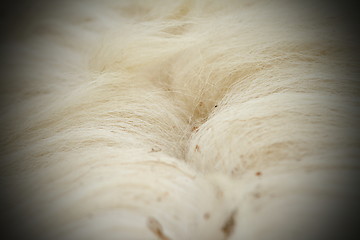 Image showing abstract view of sheep fur