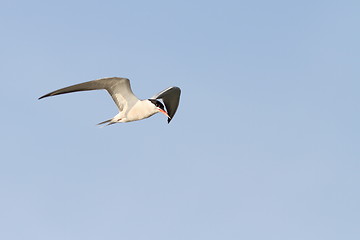 Image showing adult common tern in flight