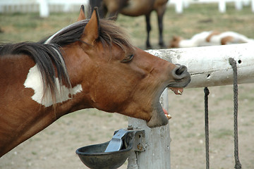 Image showing Talking horse