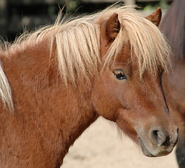 Image showing Pony