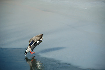 Image showing Landing duck