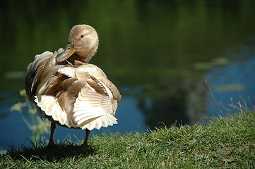 Image showing Duck