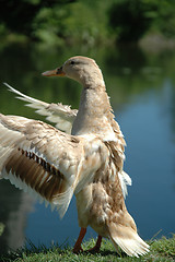 Image showing Duck