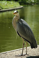 Image showing Heron