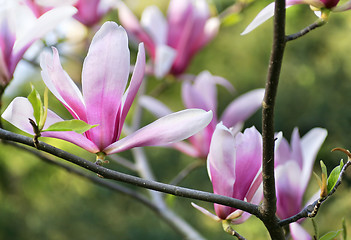 Image showing Magnolia