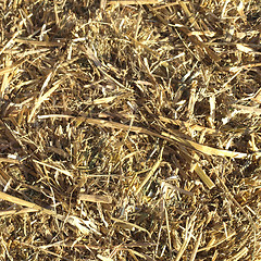 Image showing Straw picture