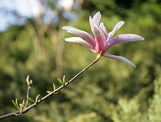 Image showing Magnolia