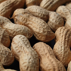 Image showing Peanut picture