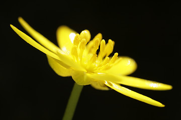 Image showing Anemone