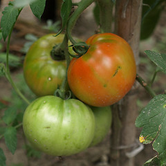 Image showing Tomato