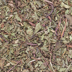 Image showing Dried peppermint