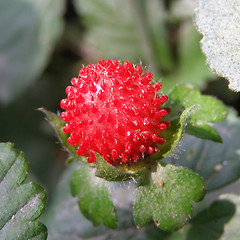 Image showing Strawberries