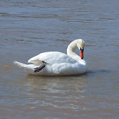 Image showing Swan bird