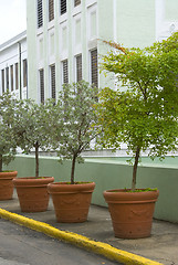 Image showing plants on street old san juan puerto rico