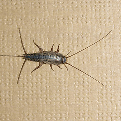 Image showing Firebrat insect