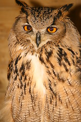 Image showing Eagle Owl (1603)
