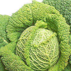 Image showing Cabbage