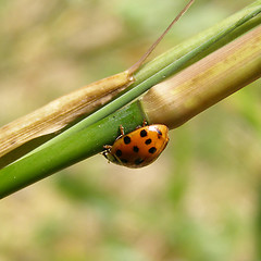 Image showing Lady Beetle