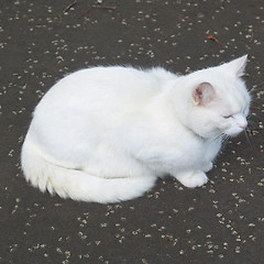 Image showing Cat