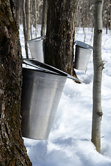 Image showing Collecting maple sap to produce syrup