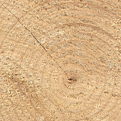 Image showing Wood rings