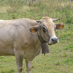 Image showing Cow picture