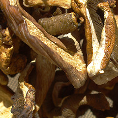 Image showing Mushrooms