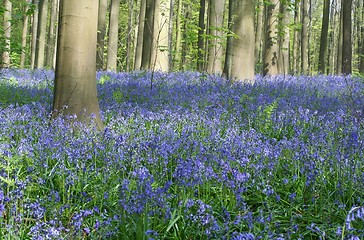 Image showing bluebell forest