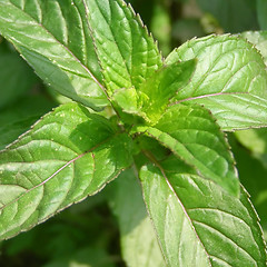 Image showing Peppermint picture