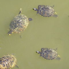 Image showing Turtle picture