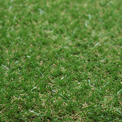 Image showing Synthetic grass