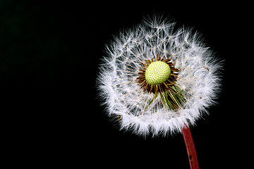 Image showing Dandelion