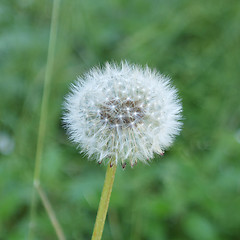 Image showing Dandelion flower