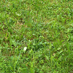 Image showing Grass meadow