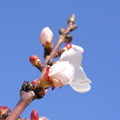 Image showing Fruit tree flowers