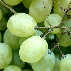 Image showing Grape picture