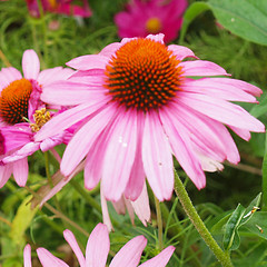 Image showing Daisy flower