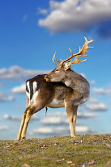 Image showing beautiful fallow deer buck