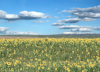 Image showing beautiful sunflower field