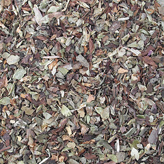 Image showing Oregano spice