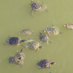 Image showing Turtle