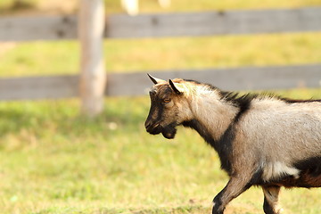 Image showing beige and black goat