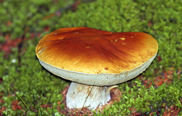 Image showing big boletus edulis mushroom