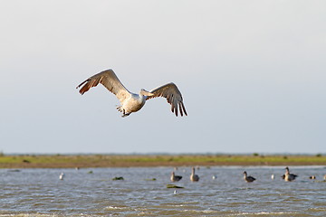 Image showing big pelecanus onocrotalus flying over water