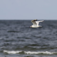 Image showing black headed gull flying over sea