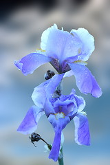 Image showing blue iris inflorescence over sky