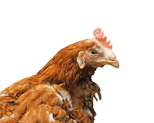 Image showing brown hen isolated