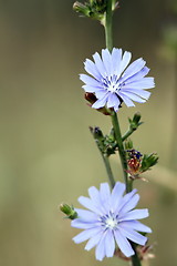 Image showing cichorium  intybus flowers