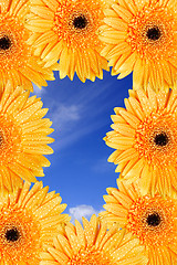 Image showing Bright Daisy Frame